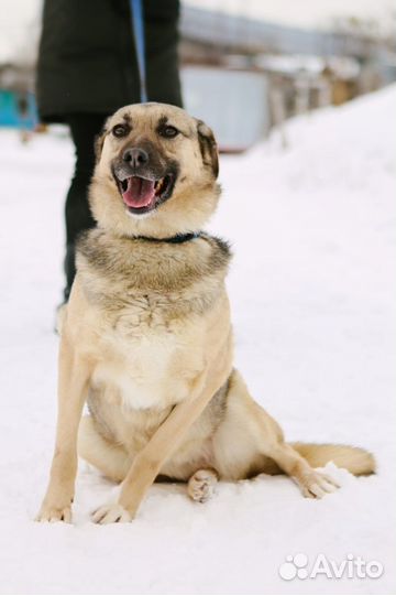 Добрая собака в добрые руки