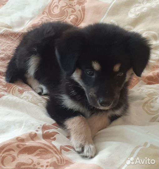 Собаки щенки бесплатно