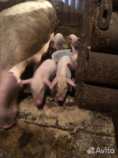 Поросята