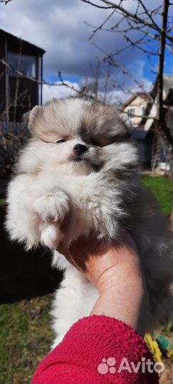 Померанский шпиц