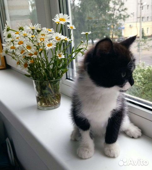 Котята(девочки) очень нуждаются в семье