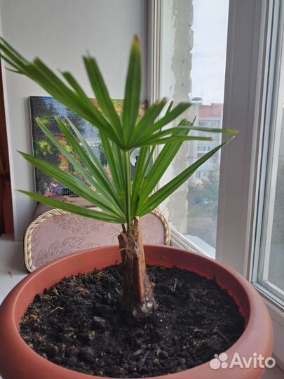 Пальма трахикарпус форчуна