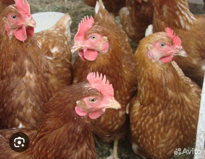Куры несушки