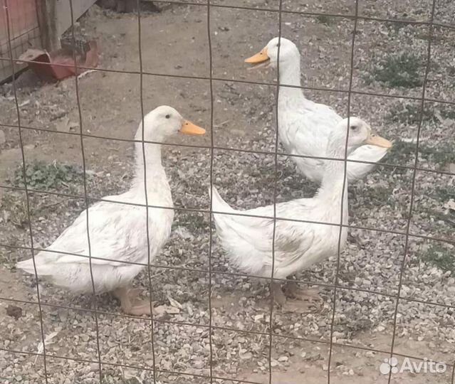 Утка стар 53