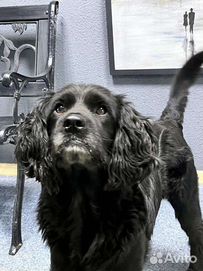 Найдена собака, кобель