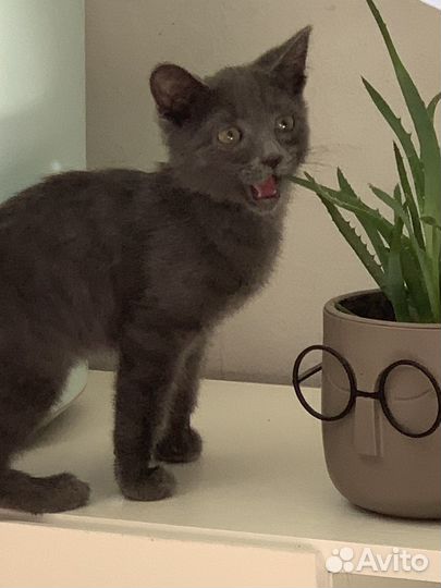 Найден котенок