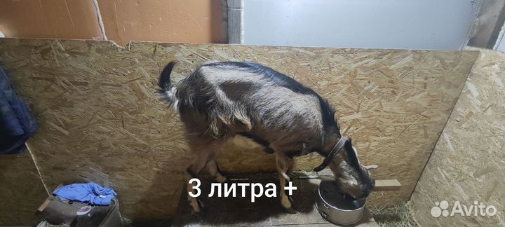Зааненские козы дойные
