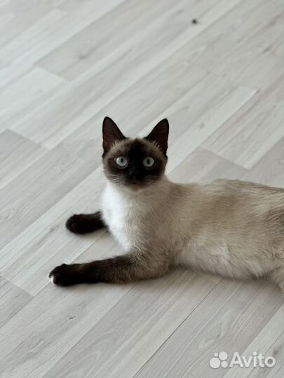 Очарвательная голубоглазая красавица ищет дом