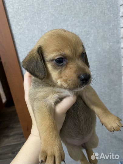 Щенки таксы бесплатно