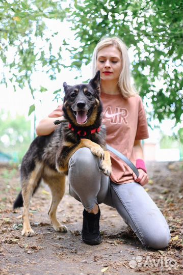 Ласковая собака в добрые руки