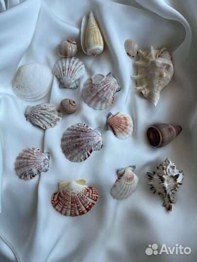 Морские ракушки раковины