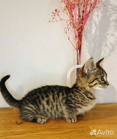 Кошечка Манчкин генетта стандарт