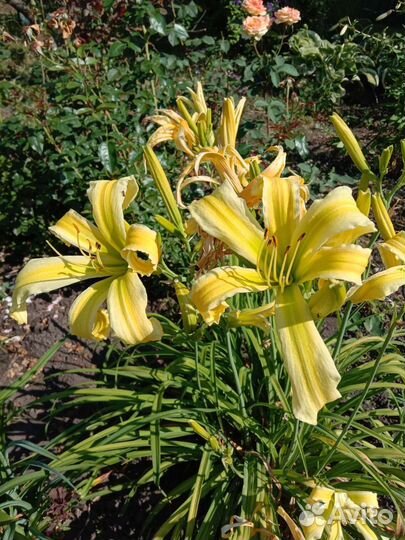 Продам набор лилейников