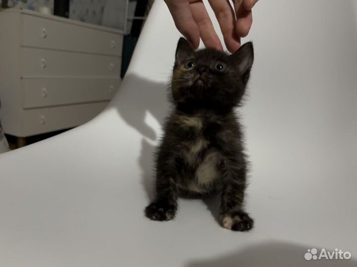 Манчкин