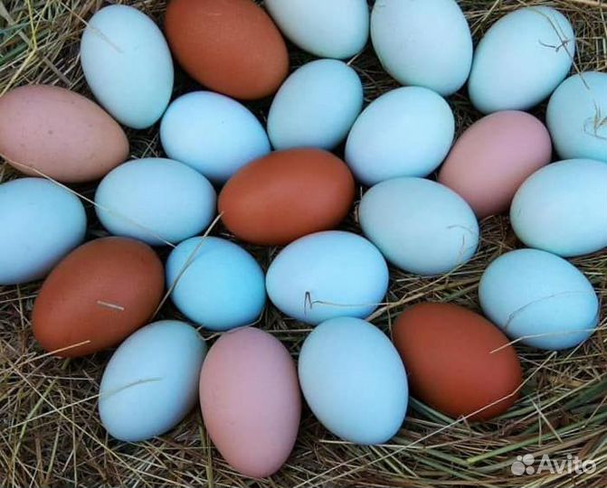 Цыплята подрощенные, суточные. Петушки Леггорна