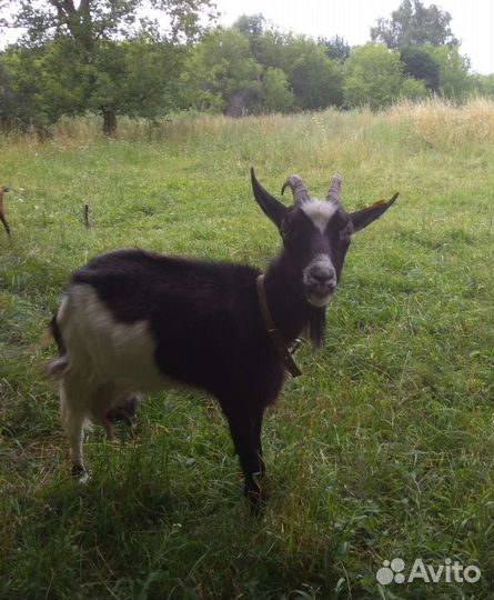 Коза дойная