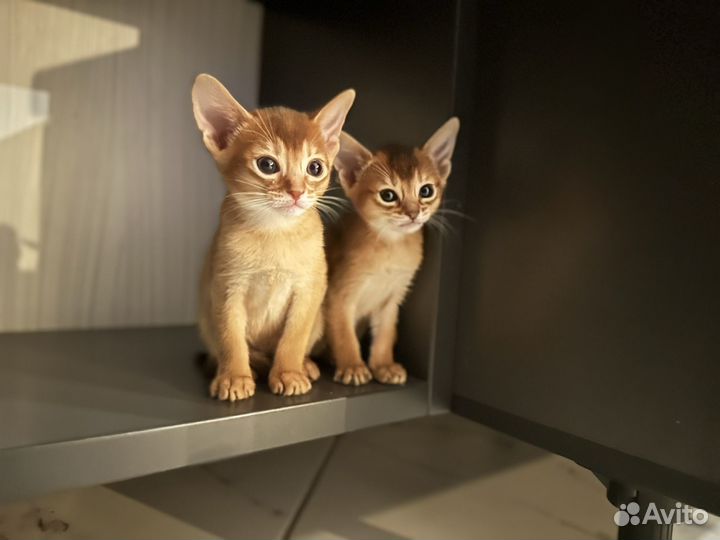 Абиссинский котенок