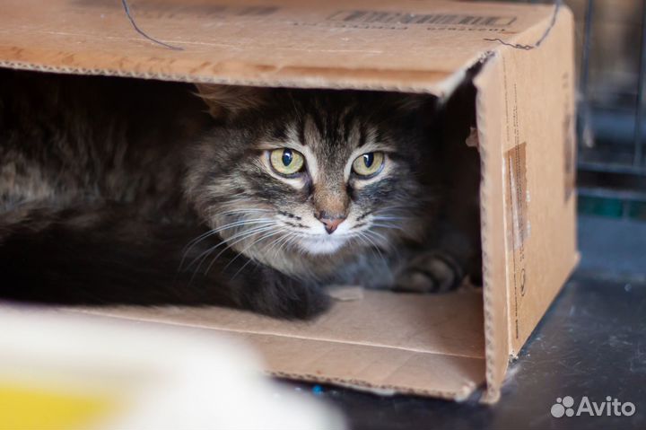 Кошка Соня, 5 лет