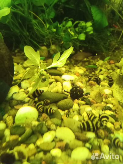 Улитки Хелены