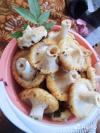 Грибы сырые грузди