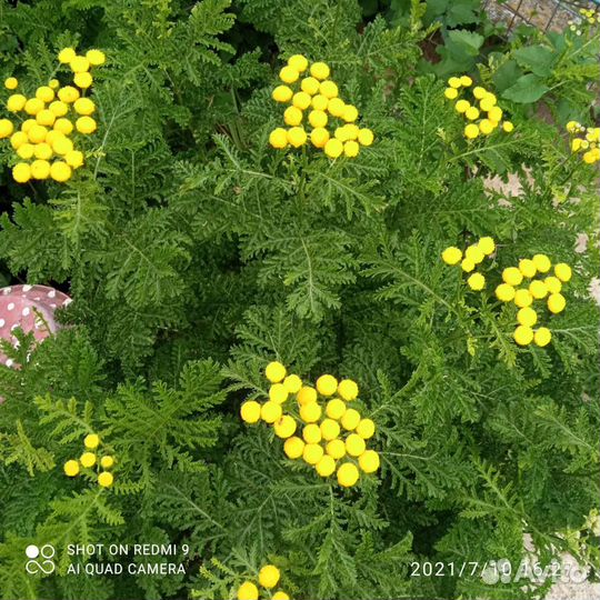 Девичий виноград, колокольчик,аконит,ромашка, мак