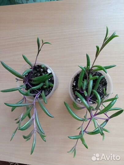 Суккуленты ампельные