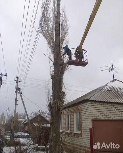 Спил деревьев