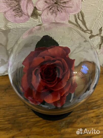 Роза живая в колбе