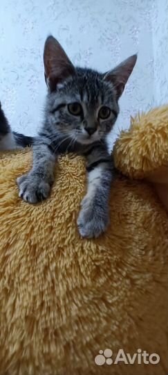 Отдаем котят