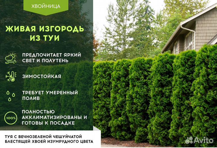 Живая изгородь из туи