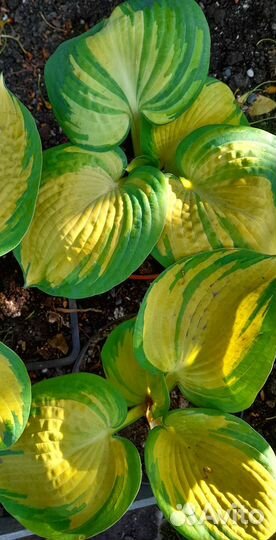 Хоста. Астильба саженцы