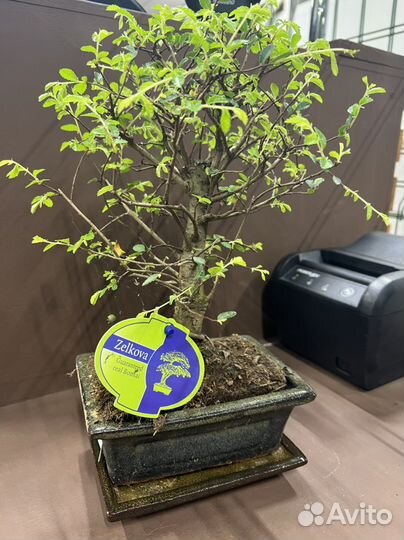 Дерево бонсай