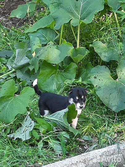 Двор-терьер щенки