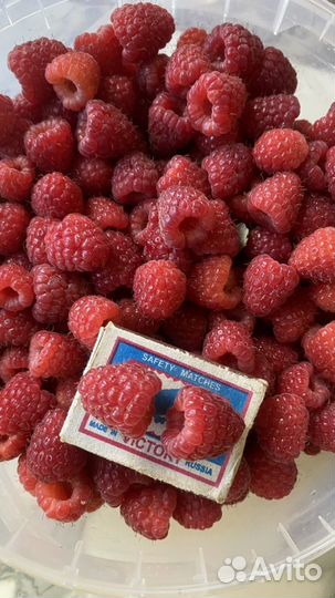 Малина свежая