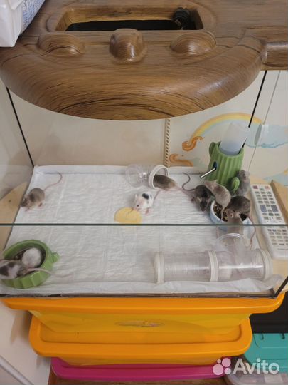 Продажа мышей