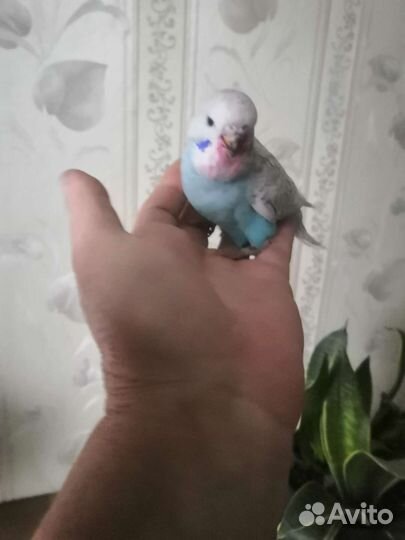 Попугайчик птенчик из гнезда