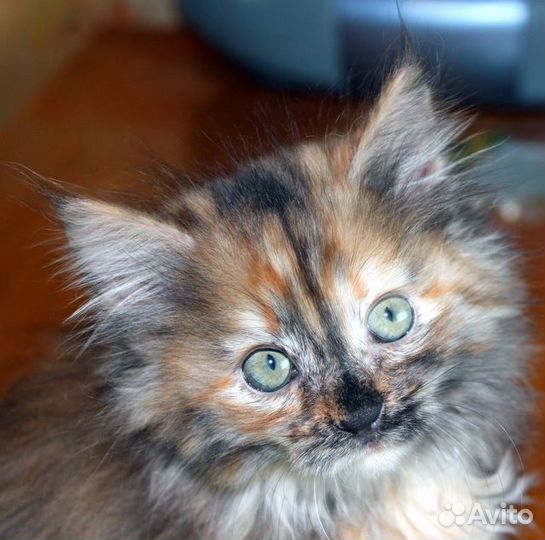 Две пушистые трехцветки - котятки 2 мес. в дар