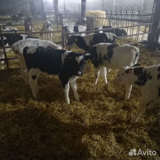 Бычки и тёлки