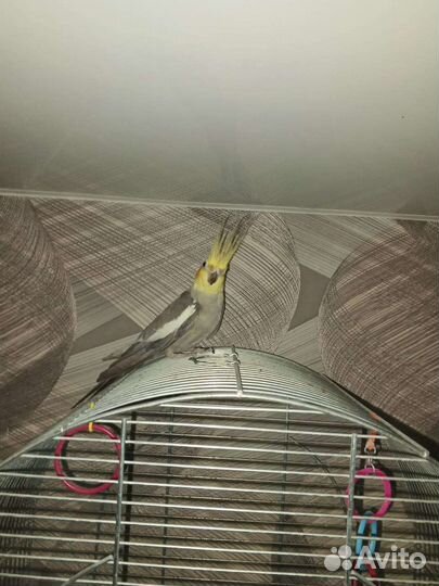 Нимфа корелла