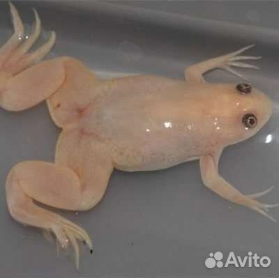 Шпорцевая лягушка