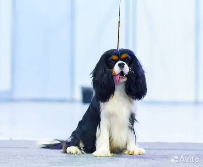 Кавалер кинг чарльз спаниель вязка