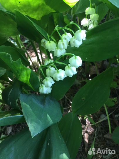 Репетитор по химии и биологии