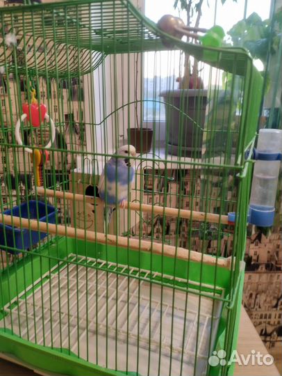 Волнистый попугай с клеткой
