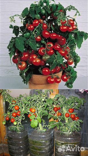 Комнатный томат