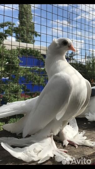 Белые Голуби на свадьбу, венчания, торжества