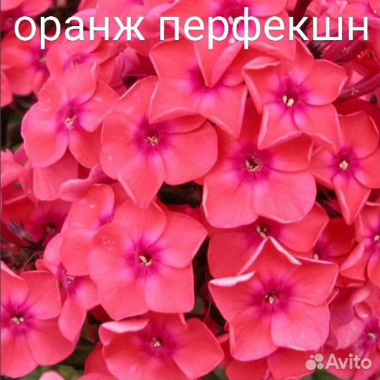 Флоксы