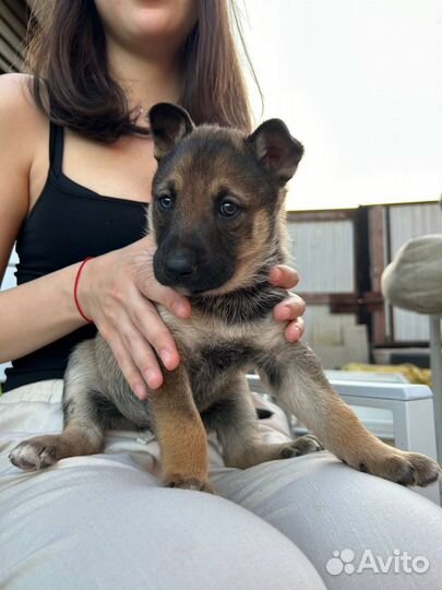 Щенки девочки