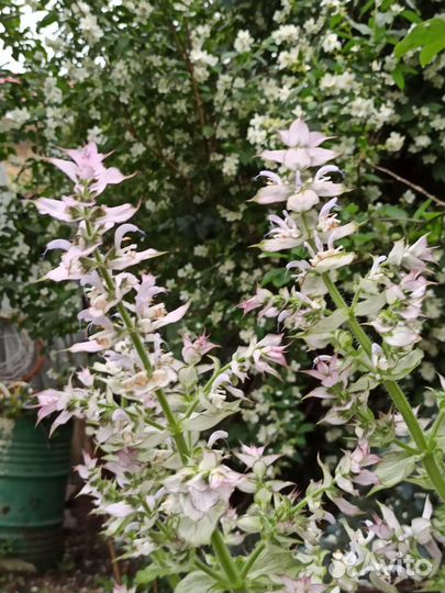 Шалфей мускатный и Лилейник саженцы