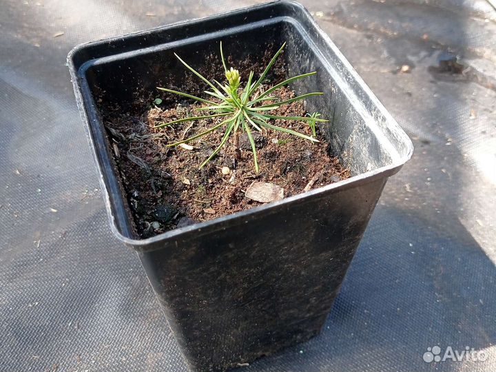 Саженцы кедра корейского