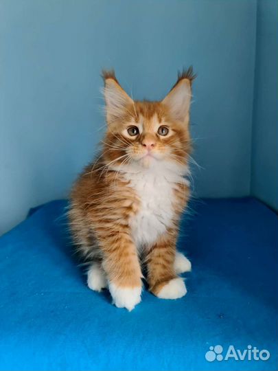 Малыш Мейн-кун